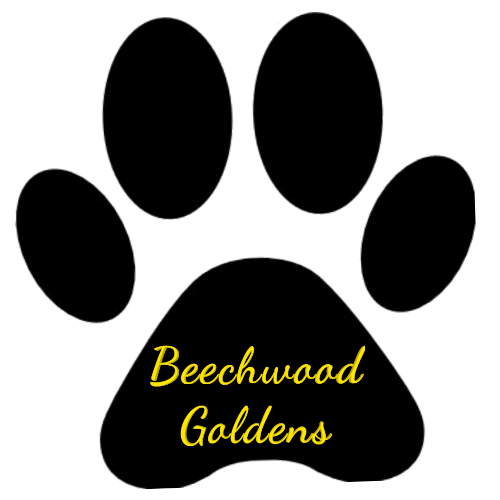 Beechwood Goldens