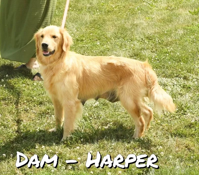 Puppy Name: Harper