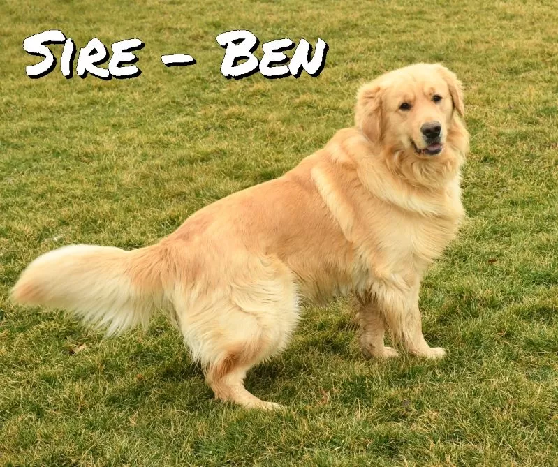 Puppy Name: Ben