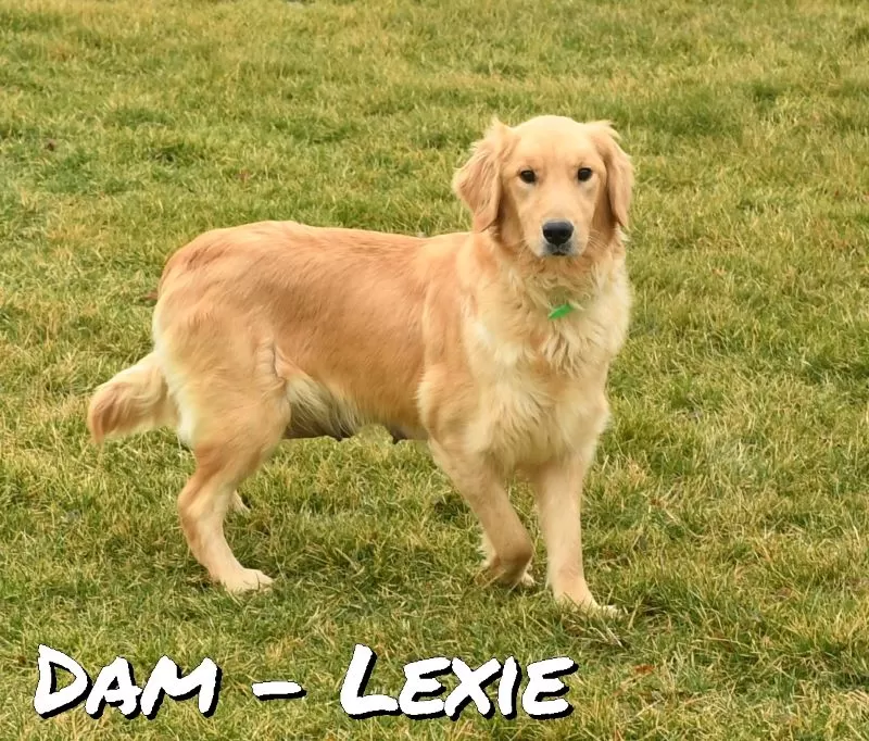 Puppy Name: Lexi